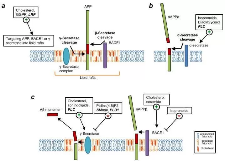 figure 4 Modulation of proteolytic processing of β-amyloid precursor protein (APP) by lipids